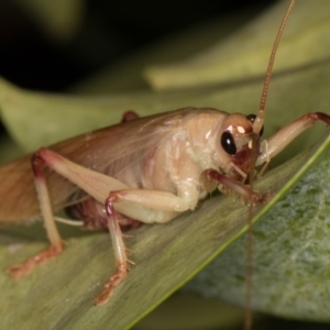 Gryllacrididae (family) at Melba, ACT - 29 Jan 2022