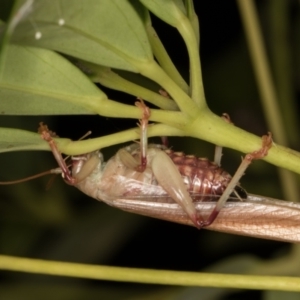 Gryllacrididae (family) at Melba, ACT - 29 Jan 2022