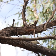 Pachycephala rufiventris (Rufous Whistler) at Aranda Bushland - 27 Mar 2022 by JimL