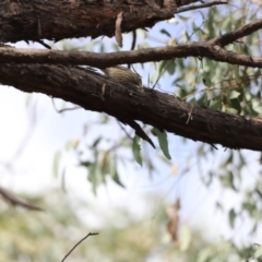 Pachycephala rufiventris at Molonglo Valley, ACT - 27 Mar 2022