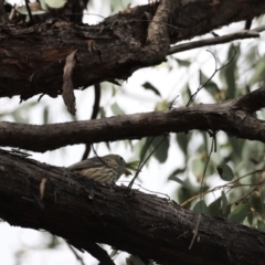 Pachycephala rufiventris at Molonglo Valley, ACT - 27 Mar 2022