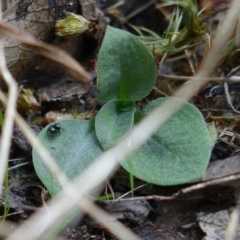 Diplodium sp. (A Greenhood) at Denman Prospect 2 Estate Deferred Area (Block 12) - 27 Mar 2022 by RobG1