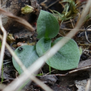 Diplodium sp. at Molonglo Valley, ACT - suppressed