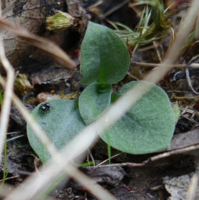 Diplodium sp. (A Greenhood) at Denman Prospect 2 Estate Deferred Area (Block 12) - 27 Mar 2022 by RobG1