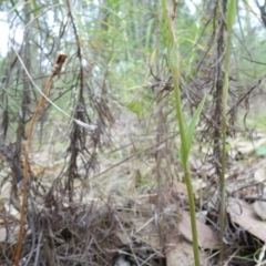 Diplodium sp. at Molonglo Valley, ACT - 27 Mar 2022