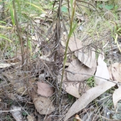 Diplodium sp. at Molonglo Valley, ACT - suppressed