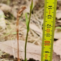 Diplodium sp. at Molonglo Valley, ACT - 27 Mar 2022