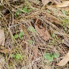 Diplodium sp. at Molonglo Valley, ACT - 27 Mar 2022