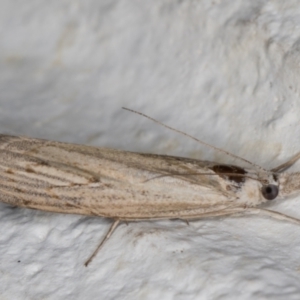 Culladia cuneiferellus at Melba, ACT - 29 Jan 2022