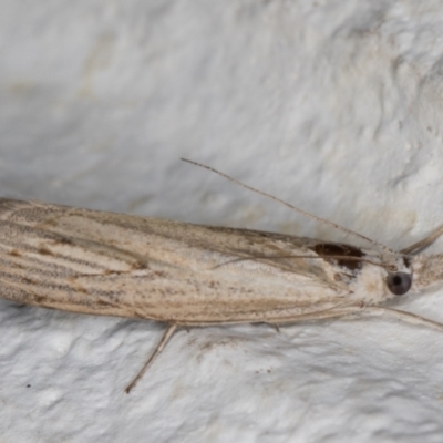 Culladia cuneiferellus (Crambinae moth) at Melba, ACT - 29 Jan 2022 by kasiaaus