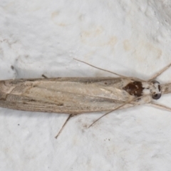 Culladia cuneiferellus at Melba, ACT - 29 Jan 2022