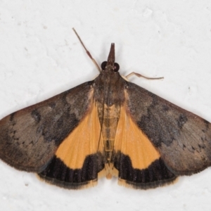 Uresiphita ornithopteralis at Melba, ACT - 29 Jan 2022