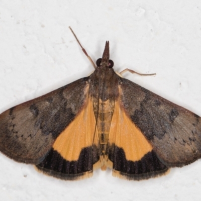 Uresiphita ornithopteralis (Tree Lucerne Moth) at Melba, ACT - 29 Jan 2022 by kasiaaus