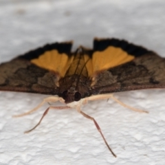 Uresiphita ornithopteralis at Melba, ACT - 29 Jan 2022