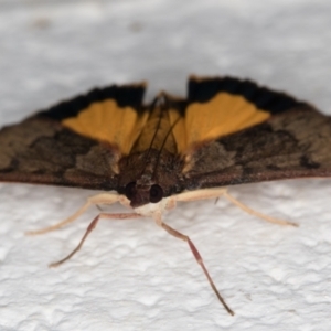 Uresiphita ornithopteralis at Melba, ACT - 29 Jan 2022