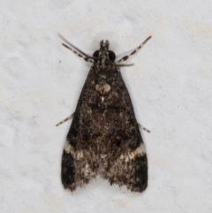 Heliothela ophideresana (A Crambid Moth (Scopariinae)) at Melba, ACT - 29 Jan 2022 by kasiaaus