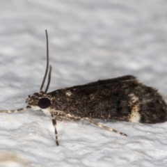 Heliothela ophideresana at Melba, ACT - 29 Jan 2022 10:20 PM