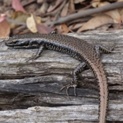 Eulamprus heatwolei (Yellow-bellied Water Skink) at Cotter River, ACT - 28 Mar 2022 by RobG1