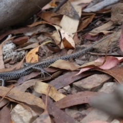 Eulamprus heatwolei at Cotter River, ACT - 28 Mar 2022 01:50 PM