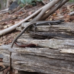 Eulamprus heatwolei at Cotter River, ACT - 28 Mar 2022 01:50 PM