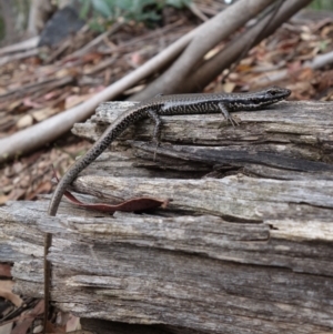 Eulamprus heatwolei at Cotter River, ACT - 28 Mar 2022 01:50 PM