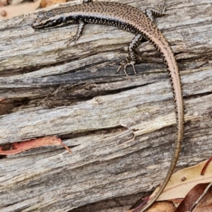 Eulamprus heatwolei at Cotter River, ACT - 28 Mar 2022 01:50 PM