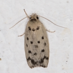 Ericibdela delotis (A Concealer moth) at Melba, ACT - 30 Jan 2022 by kasiaaus