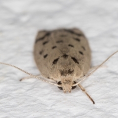 Ericibdela delotis at Melba, ACT - 30 Jan 2022 09:36 PM