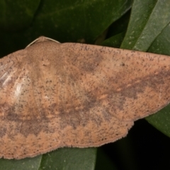 Idiodes apicata (Bracken Moth) at Melba, ACT - 30 Jan 2022 by kasiaaus