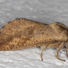 Elhamma australasiae (A Swift or Ghost moth (Hepialidae)) at Melba, ACT - 30 Jan 2022 by kasiaaus