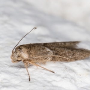 Blastobasis (genus) at Melba, ACT - 30 Jan 2022 09:42 PM