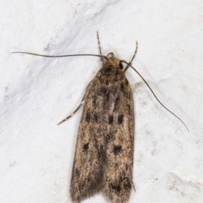 Hofmannophila pseudospretella (Brown House Moth) at Melba, ACT - 30 Jan 2022 by kasiaaus