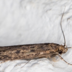 Hofmannophila pseudospretella at Melba, ACT - 31 Jan 2022 12:37 AM