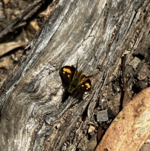 Ocybadistes walkeri at Molonglo Valley, ACT - 27 Mar 2022 02:24 PM