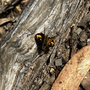 Ocybadistes walkeri at Molonglo Valley, ACT - 27 Mar 2022 02:24 PM