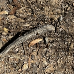 Ocybadistes walkeri at Molonglo Valley, ACT - 27 Mar 2022