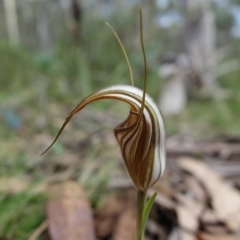 Diplodium coccinum (Scarlet Greenhood) at Bimberi Nature Reserve - 28 Mar 2022 by RobG1