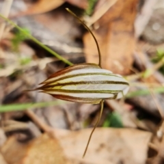 Diplodium coccinum at Brindabella, NSW - 28 Mar 2022