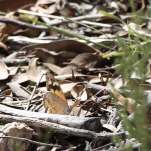 Heteronympha merope at Aranda, ACT - 27 Mar 2022 02:18 PM