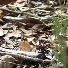 Heteronympha merope (Common Brown) at Aranda, ACT - 27 Mar 2022 by JimL