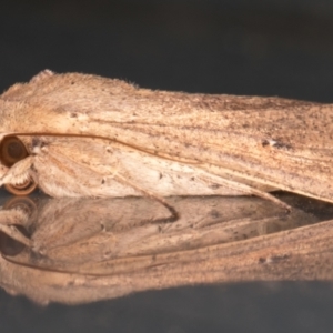 Mythimna (Pseudaletia) convecta at Melba, ACT - 31 Jan 2022 12:42 AM