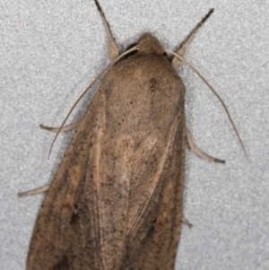 Mythimna (Pseudaletia) convecta at Melba, ACT - 31 Jan 2022 12:42 AM