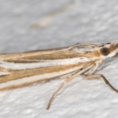 Hednota relatalis (A Crambid moth (Crambinae) at Melba, ACT - 31 Jan 2022 by kasiaaus