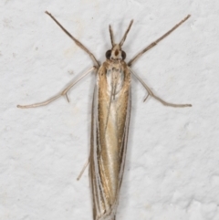 Hednota relatalis at Melba, ACT - 31 Jan 2022 10:47 PM