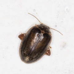 Unidentified Beetle (Coleoptera) (TBC) at Melba, ACT - 31 Jan 2022 by kasiaaus