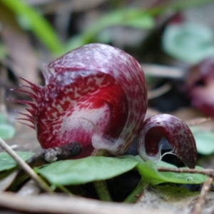 Corysanthes hispida at Brindabella, NSW - suppressed