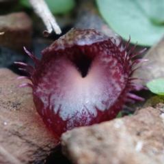 Corysanthes hispida at Brindabella, NSW - suppressed