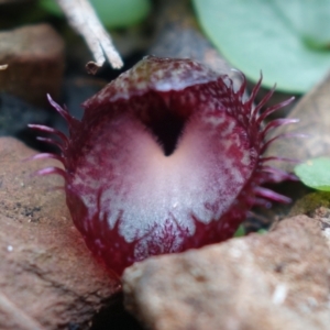 Corysanthes hispida at Brindabella, NSW - suppressed