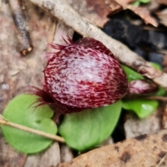 Corysanthes hispida at Brindabella, NSW - suppressed