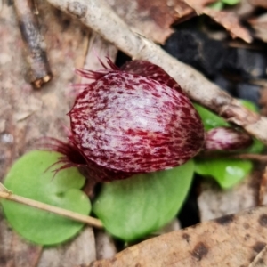 Corysanthes hispida at Brindabella, NSW - suppressed